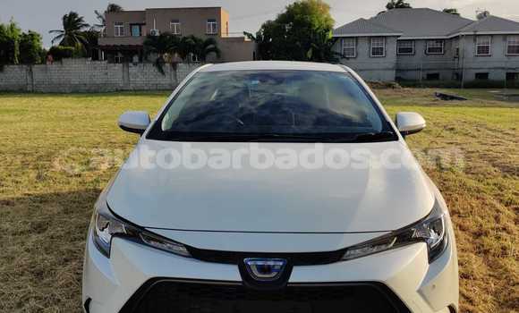 Buy Used Toyota Corolla White Car in Bridgetown in Barbados Buy Used Toyota Corolla White Car in Bridgetown in Barbados