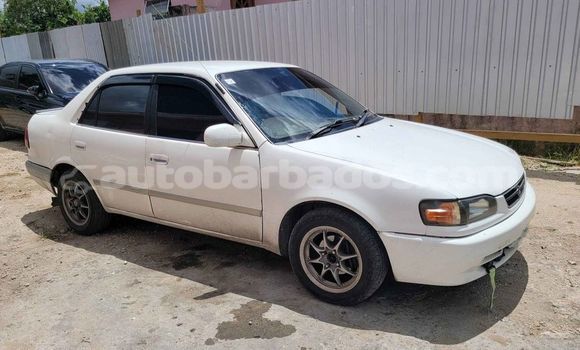 Buy Used Toyota Corolla White Car in Blackmans in Barbados