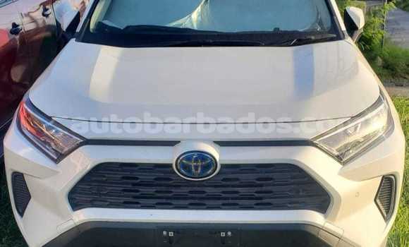 Buy Used Toyota RAV4 Other Car in Bridgetown in Barbados Buy Used Toyota RAV4 Other Car in Bridgetown in Barbados
