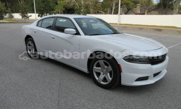 Buy Used Dodge Charger White Car in Bridgetown in Barbados