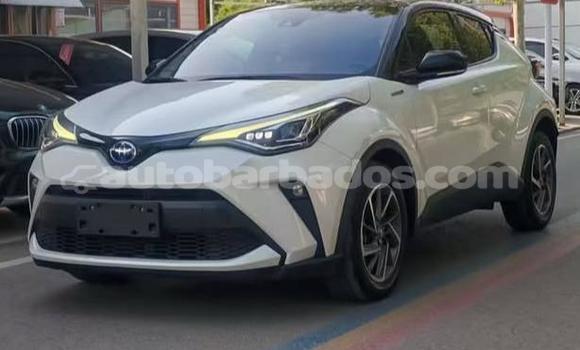 Buy Used Toyota C-HR White Car in Bridgetown in Barbados