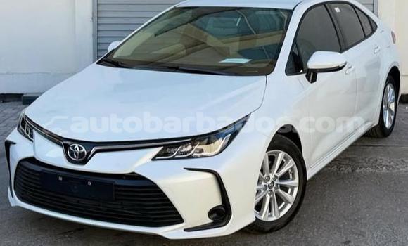 Buy Used Toyota Corolla White Car in Bridgetown in Barbados